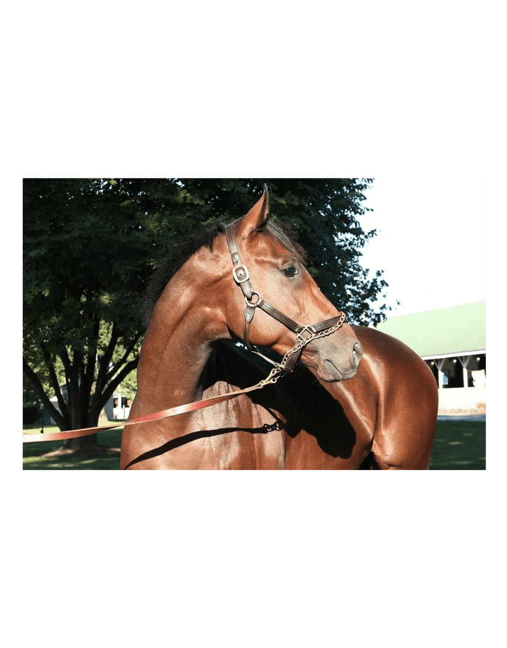 PINHOOK HIGH PROOF BOURBON 2023